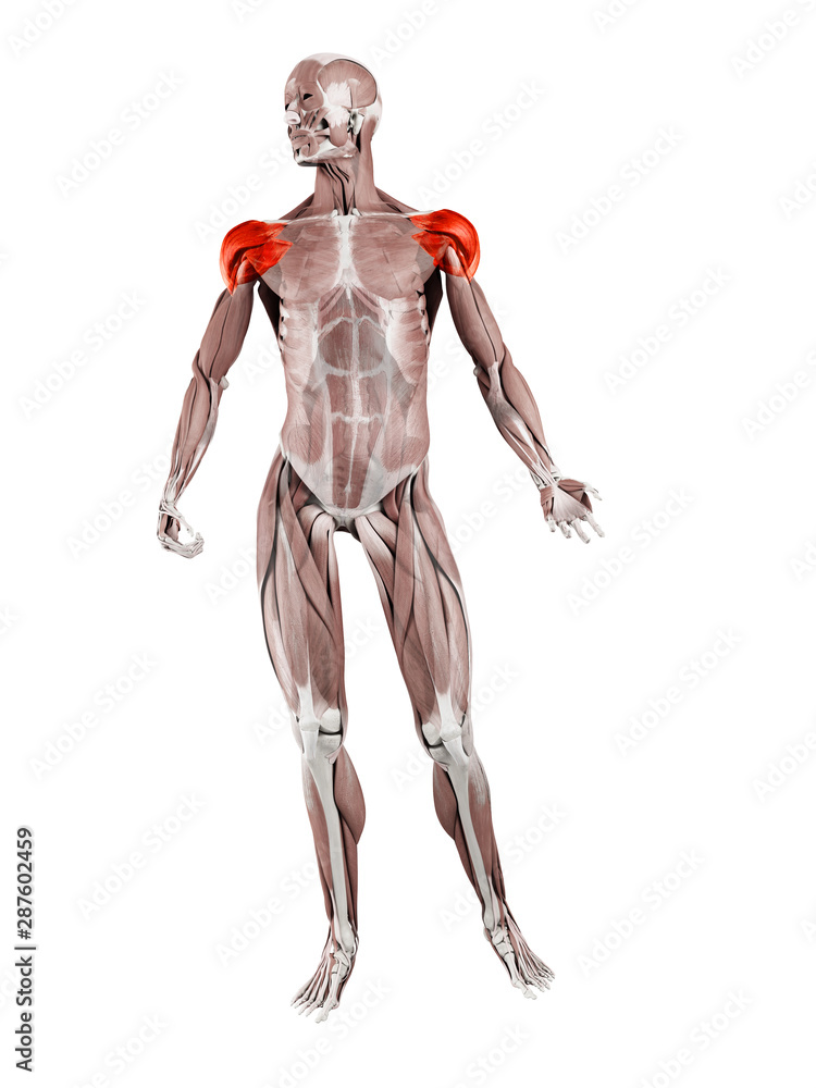 3d rendered muscle illustration of the deltoid 3d rendered muscle illustration of the deltoid