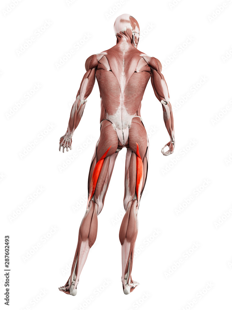 3d rendered muscle illustration of the femoris longus 3d rendered muscle illustration of the femoris longus