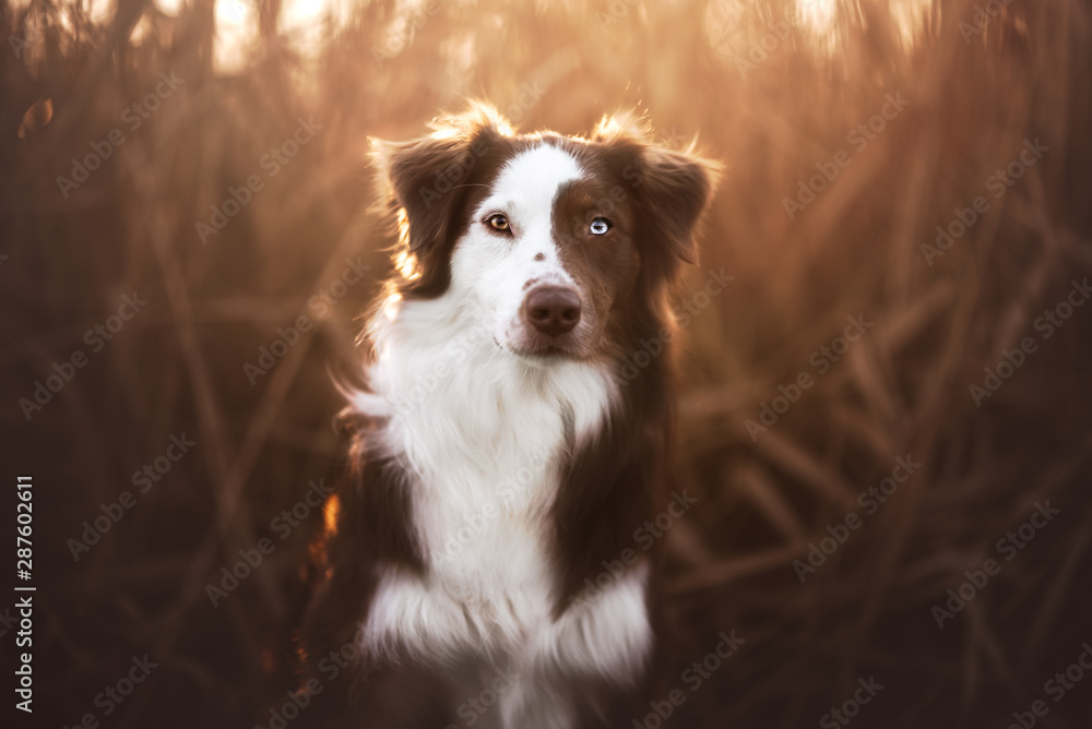 Australian Shepherd at the sunset in natural environment Australian Shepherd at the sunset in natural environment
