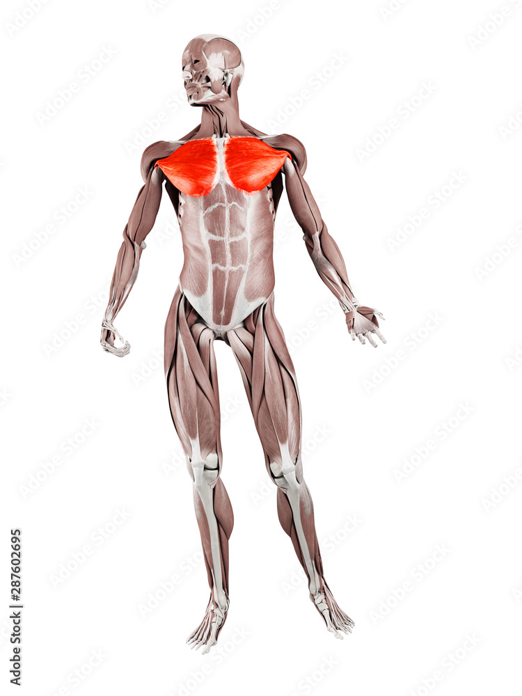 3d rendered muscle illustration of the pectoralis major 3d rendered muscle illustration of the pectoralis major