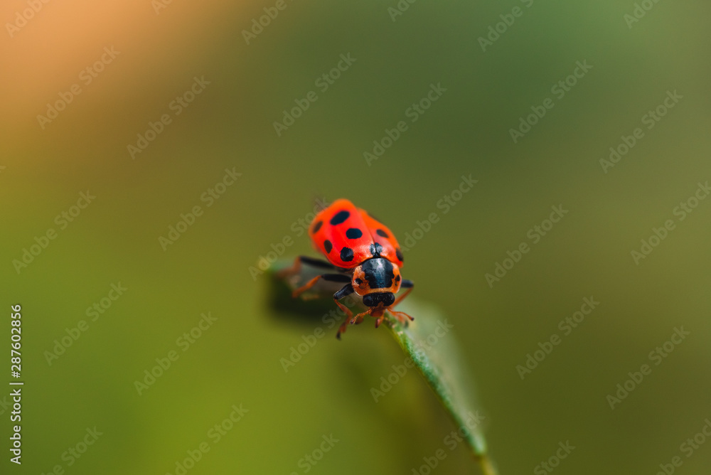 Macro photo of a red beetle with black circles on its wings sitting on the grass Macro photo of a red beetle with black circles on its wings sitting on the grass