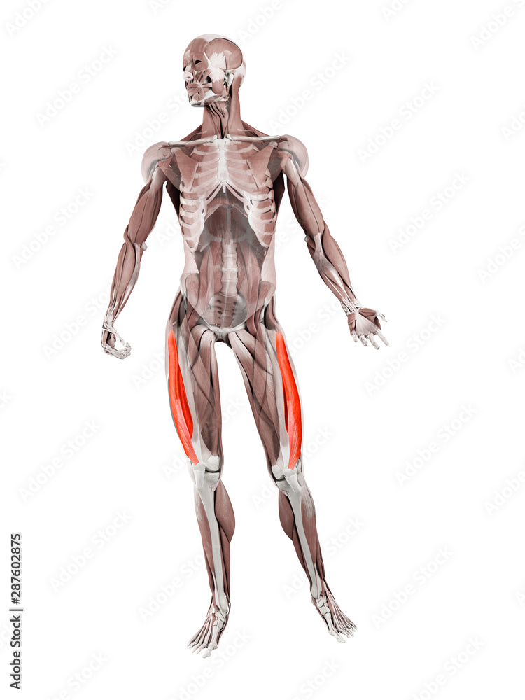 3d rendered muscle illustration of the vastus lateralis
