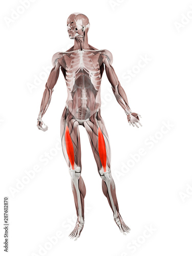 3d rendered muscle illustration of the vastus intermedius