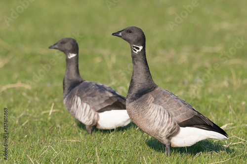 Ringelgans (Branta bernicla)