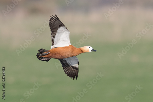 Rostgans (Tadorna ferruginea)