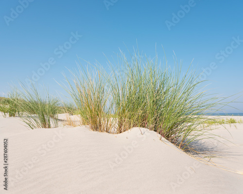 marram grass or sand reed on sand of dune with shadows from summer sun