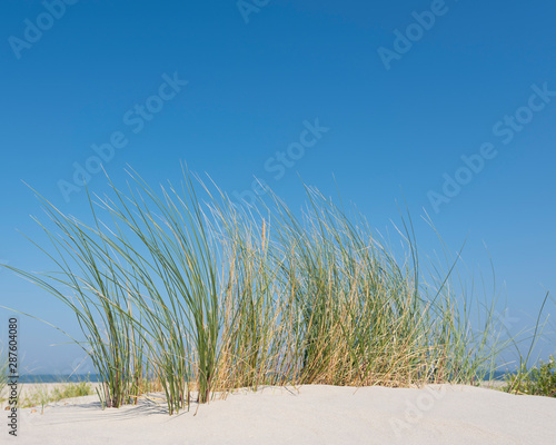 Wallpaper Mural marram grass or sand reed on sand of dune with shadows from summer sun Torontodigital.ca