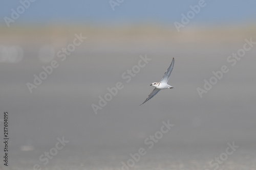 Seeregenpfeifer (Charadrius alexandrinus) © melvoys