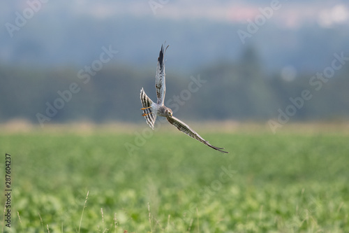 Wiesenweihe (Circus Pygargus) photo