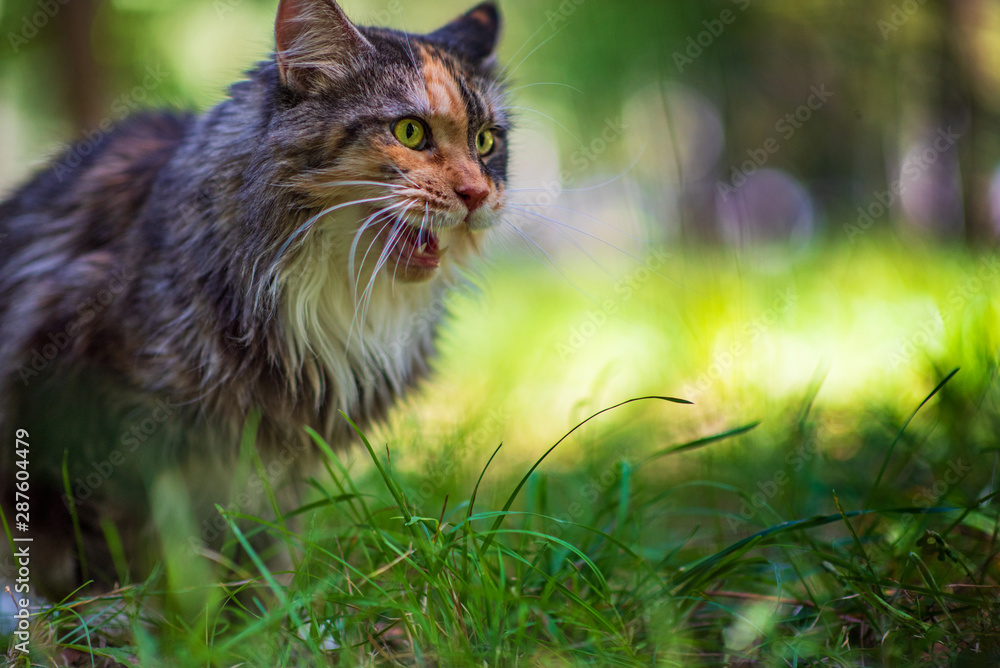 A growling domestic cat in the park. Photographed close-up.