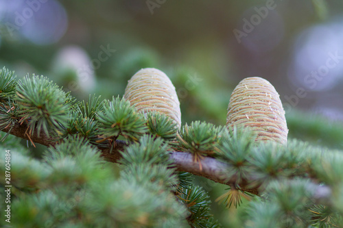 Conos de cedro (Cedrus libani)