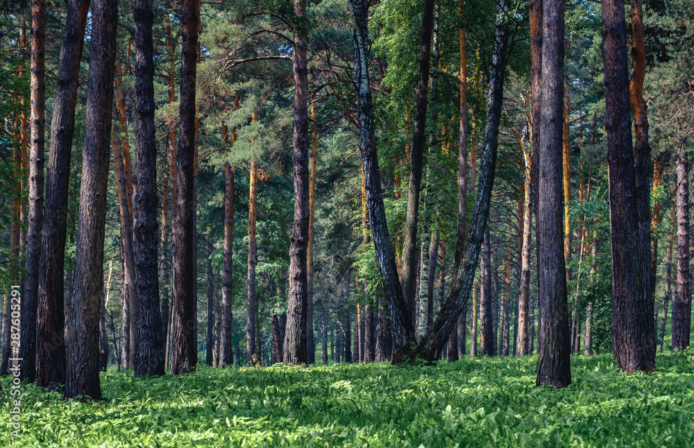 Fototapeta premium coniferous forest with high trunks in summer