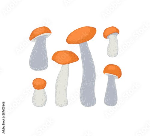 Vector set of orange-cap boletus mushrooms.