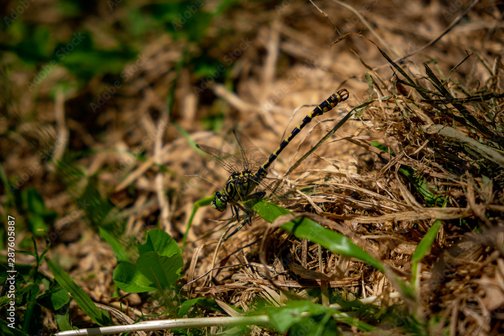 Yellow dragonfly on brown straw Yellow dragonfly on brown straw