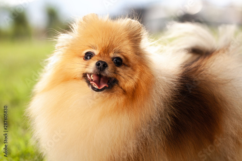 Zverg Spitz  Pomeranian puppy