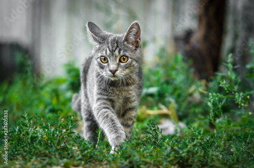 Wallpaper Mural Crouching gray tabby kitten in the yard in the grass Torontodigital.ca