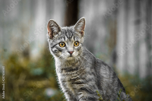 Portrait of a surprised gray tabby kitten in restrained colors