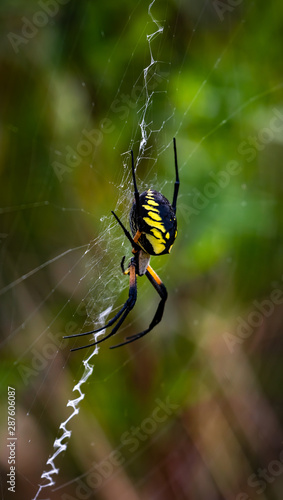 garden spider in web