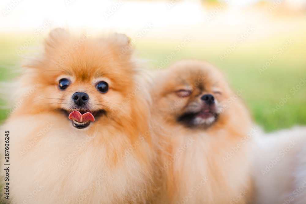 two Zverg Spitz Pomeranian puppies posing on grass two Zverg Spitz Pomeranian puppies posing on grass