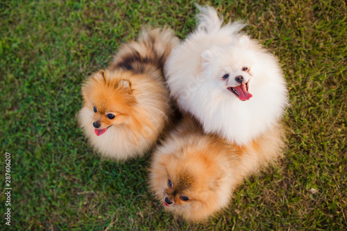 Fototapeta Naklejka Na Ścianę i Meble -  three Zverg Spitz Pomeranian puppies sitting on grass