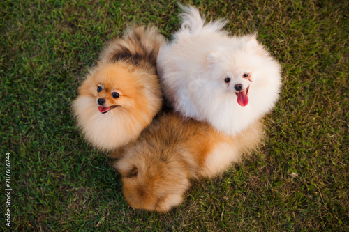 three Zverg Spitz Pomeranian puppies sitting on grass © Nikola Spasenoski