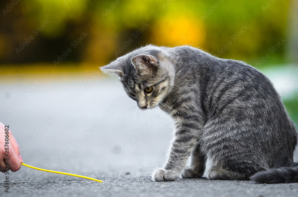 Fototapeta premium Funny gray tabby cat is played on the road