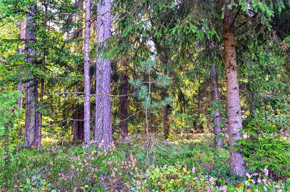 natural background of various forest trees and shrubs