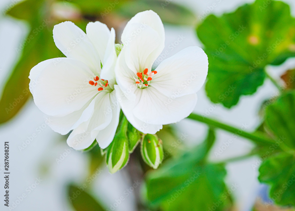 Obraz premium Freshly Flowered Geranium Flower
