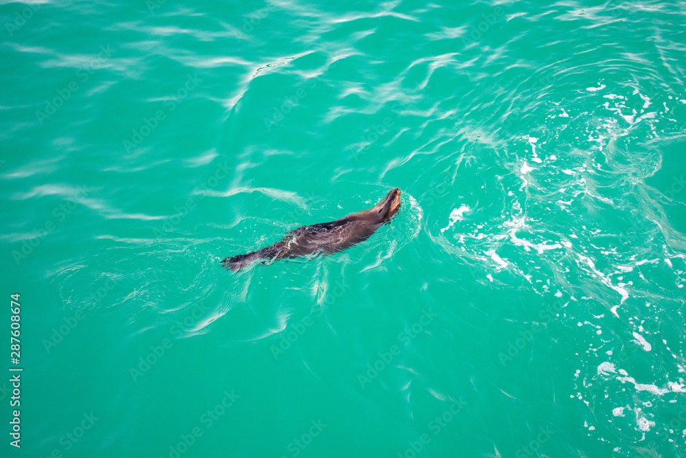 Obraz premium Galapagos Seals