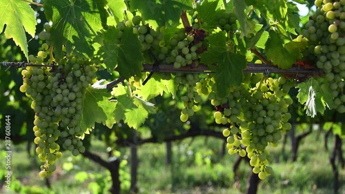 Wallpaper Mural Beautiful bunch of young white grapes in a green vineyard in the Chianti region of Tuscany in the countryside near Florence. Summer season. Italy. Torontodigital.ca