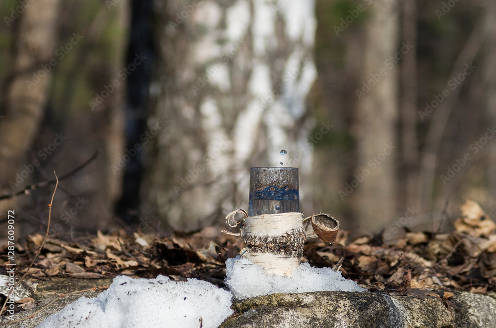 Obraz premium Splashes and drops of birch sap.