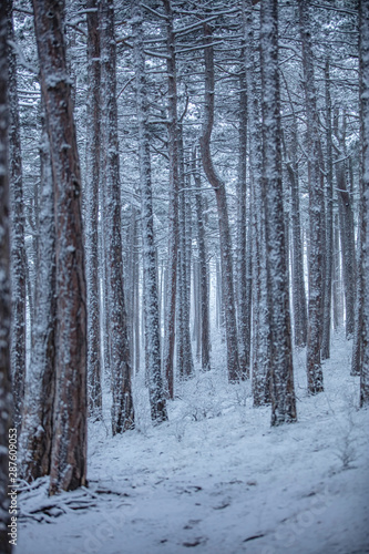 snow covered forest trees 