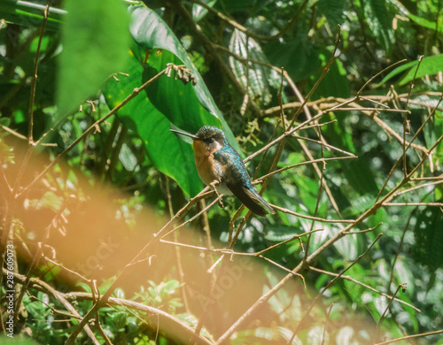 Un colibri descansando despues de una pelea photo