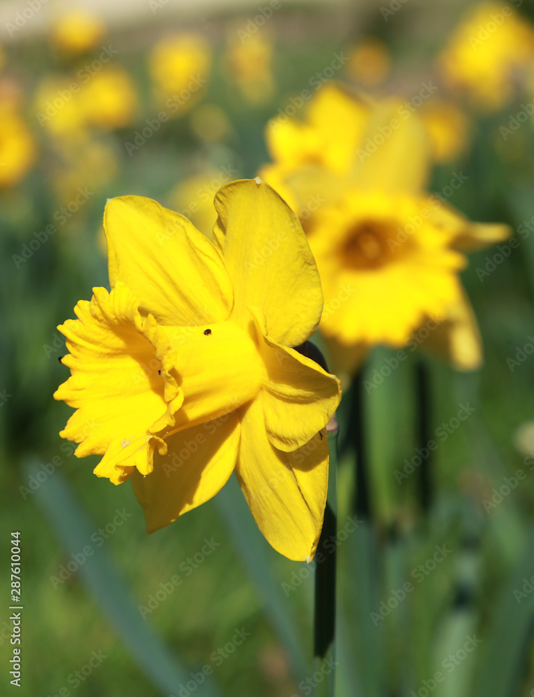 Narcisse Narcisse