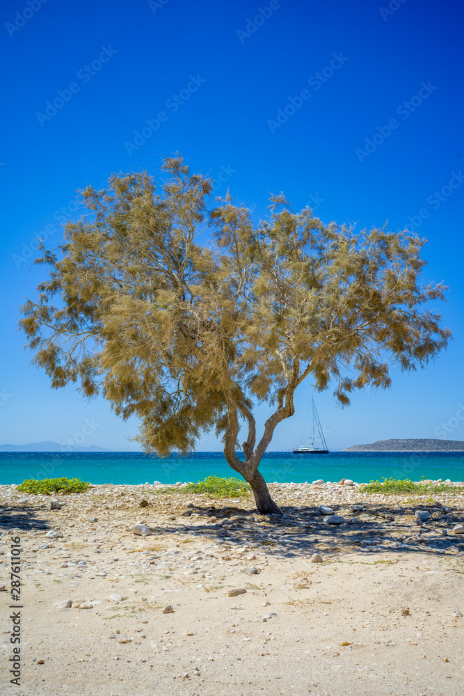 Paros - ein Baum am Strand 