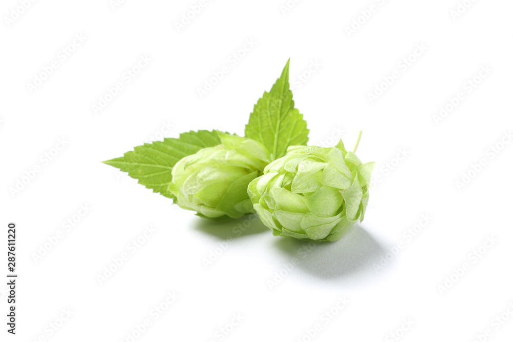 Green fresh hop cones isolated on white background, close up Green fresh hop cones isolated on white background, close up