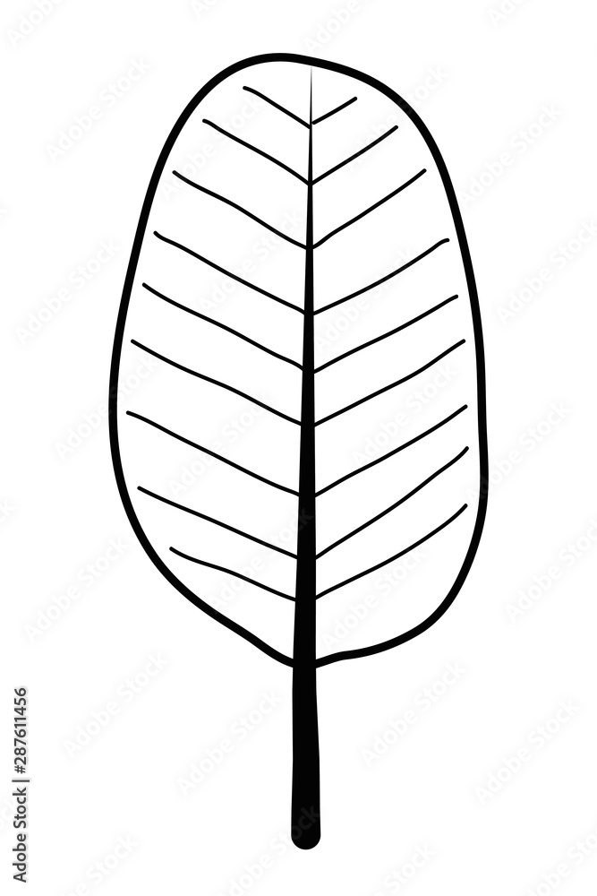 Isolated leaf design vector illustration Isolated leaf design vector illustration