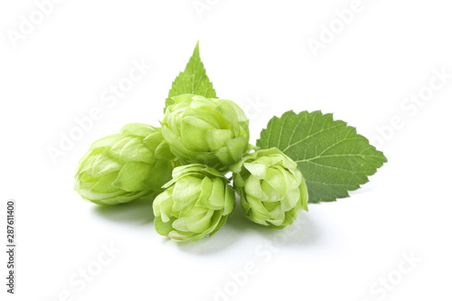 Green fresh hop cones isolated on white background, close up