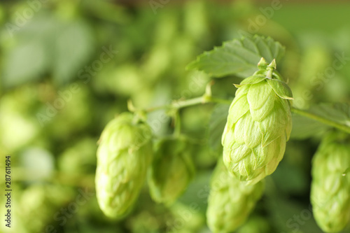 Branch of hop against blurred greenery background