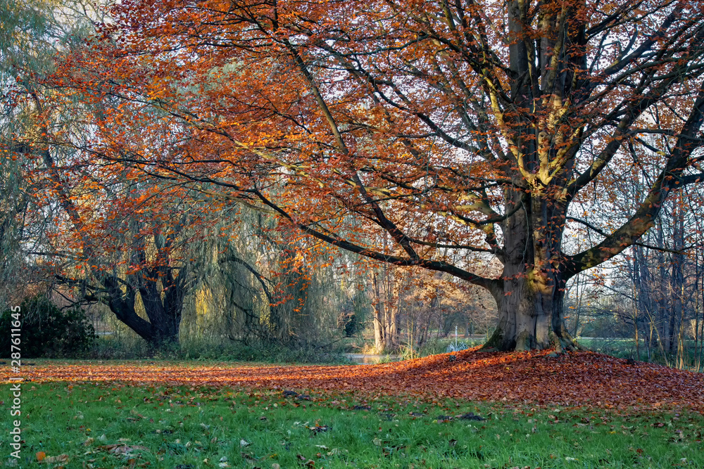 Alter Baum mit wunderbaren roten Herbstlaub