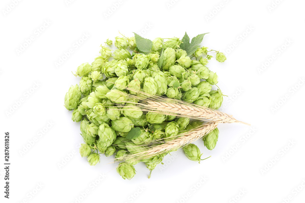 Hop cones and spikelets isolated on white background Hop cones and spikelets isolated on white background