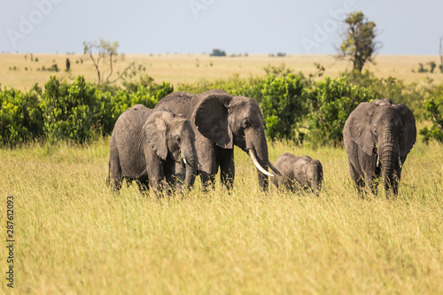 African elephants in the savanna © Kushnirov Avraham