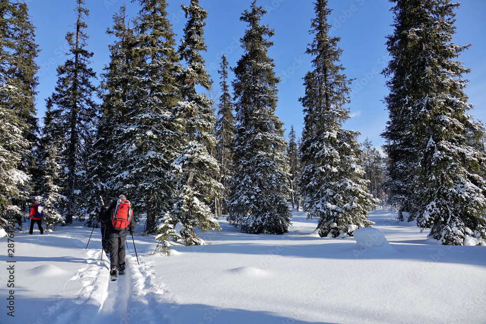 Paysage de la Laponie Finlandaise en hiver