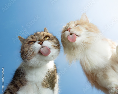 Canvas Print two cats licking window glass in front of blue sky background on a sunny summer