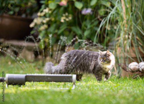 1 year old blue tabby maine coon cat walking on grass next to lawn sprinkler water fountain outdoors in the garden
