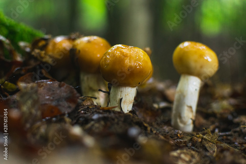 Bunch of brown mushrooms in autumn forrest
