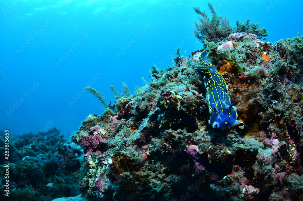 Fototapeta premium divin into the sea