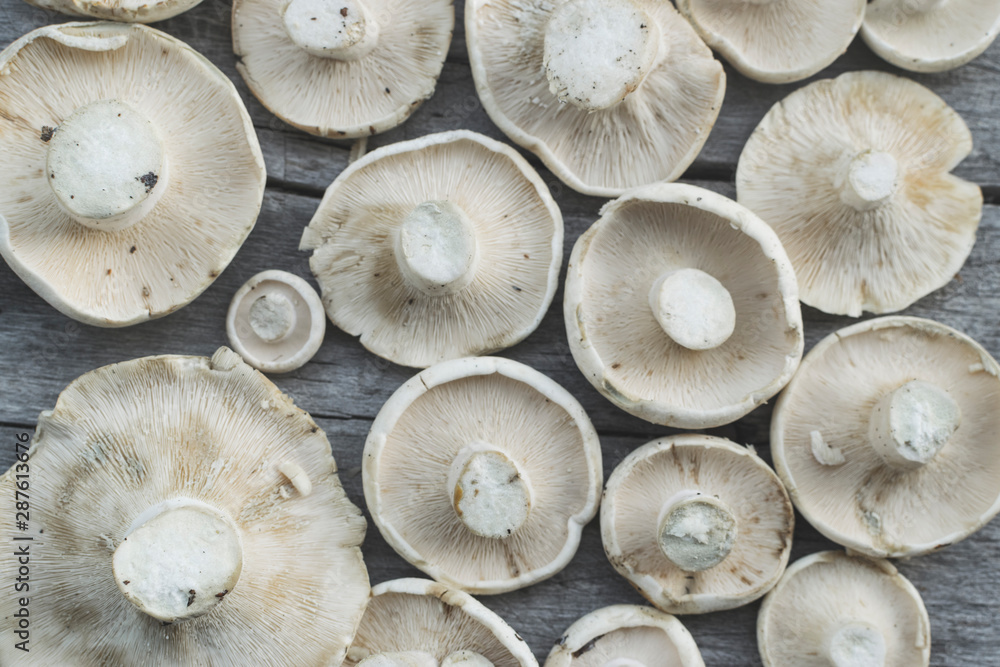Bunch of edible lactarious white mushrooms on old wooden table Bunch of edible lactarious white mushrooms on old wooden table