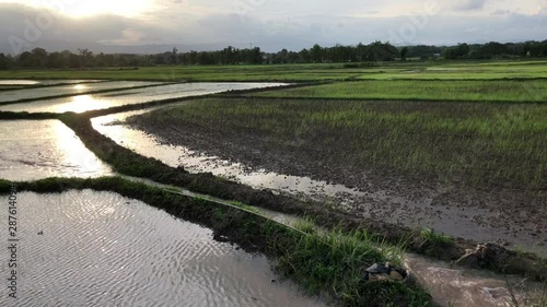 Water through the fields of rice plant for prepare grow rice in rainy season. Bringing water to the filed in the evening before sunset in the Notrh of Thailand. video 4K video footage. photo