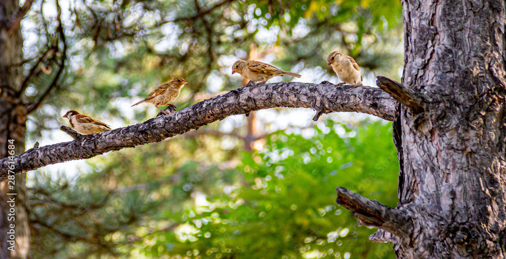 Fototapeta premium Four little sparrows lined up on the branch of a tree